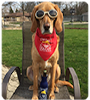 salty dog bandana