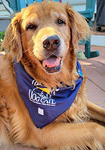 golden retreiver