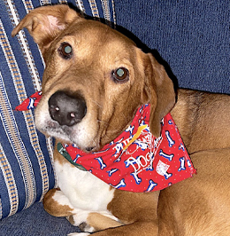 Pet photos